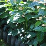 Mexico Chiapas Chimhucum Semi-Washed